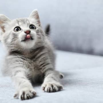 子猫はいつからが『大人猫』？成長に伴って起こる心身の変化3選とお世話の注意点