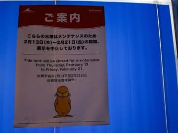 「何の水槽？」答え合わせはシルエットで。目隠しされた水槽に現れた影がかわいすぎて16万いいね