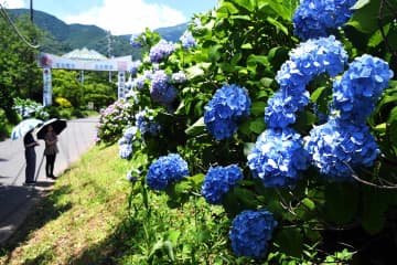 伊勢原・日向地区でアジサイ見頃　「古道50選」日陰道に300株彩り