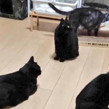 9匹の黒猫をブラッシング→抜け毛を集めると…完成した『まさかのモノ』に"大爆笑"207万表示「マジでガン見したｗ」「本物かとｗ」