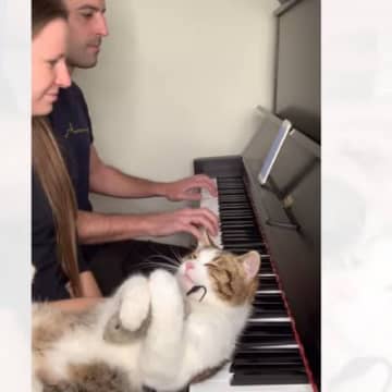 ピアノを枕にうっとりする猫→『演奏』していると…あまりにも『まさかすぎる瞬間』が816万再生「笑ったｗ」「気持ちよさそう」＜海外＞
