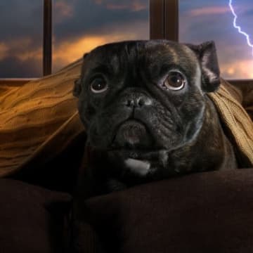 犬が『何かに怯えている時』にする仕草や行動6選　飼い主が取るべき対処法とは？