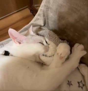 ガッツリと毛布をくわえてチュパチュパ、フミフミする猫の心理とは｜獣医師解説
