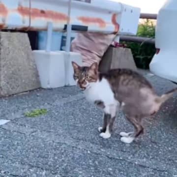 路上で見つけた『毛のないガリガリの猫』を家族に迎えた結果…劇的すぎるビフォーアフターに涙する人が続出「感動しました」「あんたら最高や」