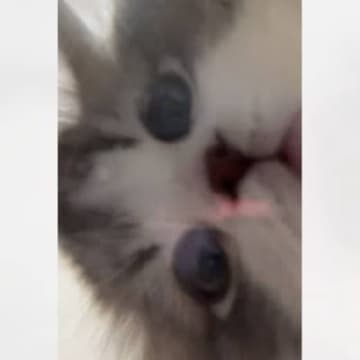 「幸せをありがとう」透明フードボウルの下にカメラを仕掛けて『猫を撮った』結果…悶絶級に可愛い光景が24万いいね「産んだかと思った」