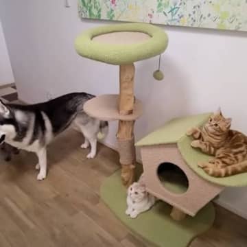 犬猫4匹での初めてのお留守番を『隠し撮り』してみたら…飼い主さんを待つ様子が泣けると6万再生「心が熱くなった」「大好きなんだね」