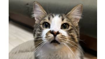 おっとり猫がおやつ中に突然ムキムキに！？「絶対逃がさない」強い意志を感じるたくましい肉体に「中に人が入ってそう」と反響【激かわアニマル奇跡の瞬間】