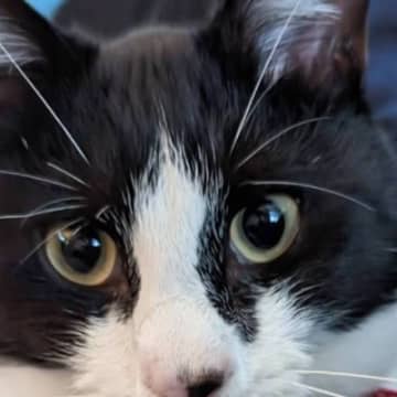 猫が『あくびをする直前の顔』を激写した結果…腹筋が壊れる『笑撃の表情』が234万表示「上下のギャップがすごいｗ」「めちゃ笑った」