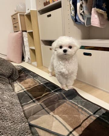 おもちゃを取ってとじっとアピール？引き出しの前で飼い主を見つめるマルチーズ、その心理とは