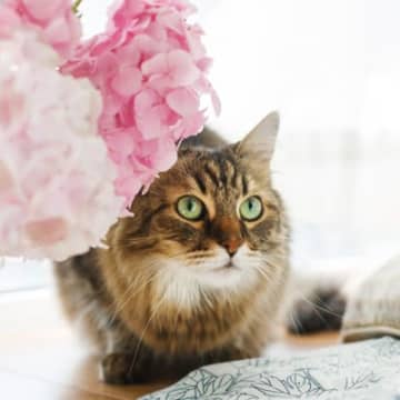 今が見頃の『紫陽花』は猫には危険！近づけないほうがいい理由や誤飲した場合の症状を解説