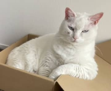 「隣にいるのは…？」赤ちゃんの隣で「無言の圧」箱入り猫の眼力が話題に　強すぎる眼差しに降参者続出