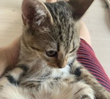 「信頼してもらえて嬉しい」元保護猫のきつねちゃん、飼い主さんの前で初めての「ご開脚」　行動の心理を獣医師に聞いた！