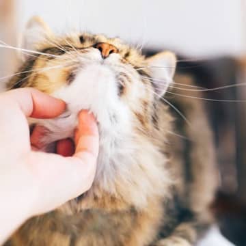 猫が撫でられると『そこそこ♡』と喜ぶ体のパーツ4選と、習得したい上級“撫でスキル”