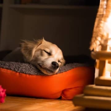 犬が『熟睡できる環境』とは？愛犬にとって快適な寝床をつくるポイントまで