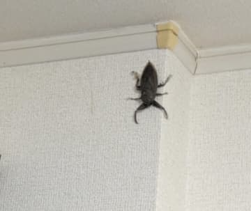 「ゴキブリ…じゃない！？この生き物何…」予想外の"脱走犯"に悲鳴？壁に張り付く正体に7万超いいね