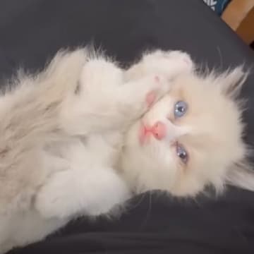 雨の夜、『ドブで鳴いていた赤ちゃん猫』を保護した結果…夫婦をメロメロにさせた『天使すぎる姿』が30万再生「可愛すぎ注意ｗ」「嬉しそうｗ」