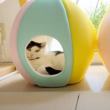 猫のベッドを夏用に変えてみたら…あまりにもクセが強すぎる『とんでもない使い方』に爆笑の声続出「なぜｗｗ」「期待を裏切らないｗ」