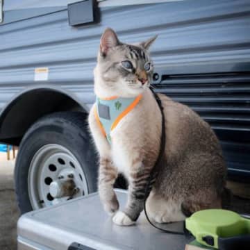 猫に『リードやハーネス』は必要？慣れておくメリットや選び方のポイントを解説