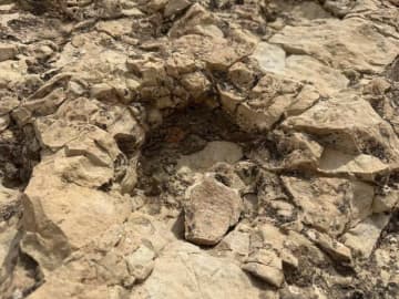 中国の寧夏で龍脚類恐龍の大規模足跡化石群を発見