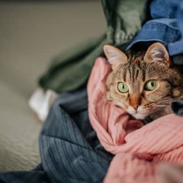 猫が『洗濯物の上に乗る』のが好きなのはなぜ？3つの理由　これじゃ畳めない…と困ったときには？