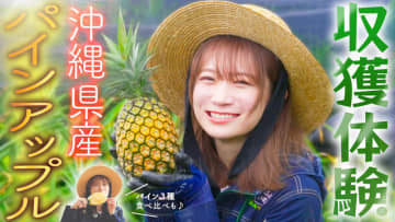 秋元真夏が沖縄県へ!石垣島でパインアップルを収穫してまるかじり!JAタウンで1000円OFFクーポンプレゼント