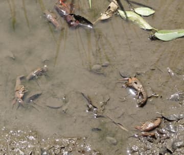 暑さで田んぼが地獄絵図…稲に群がるザリガニ軍団にネットざわつく　水温上昇がもたらした異常事態