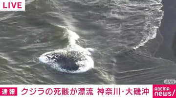 全長7mクジラの死骸が漂流 県内水族館から専門家派遣 神奈川・大磯町