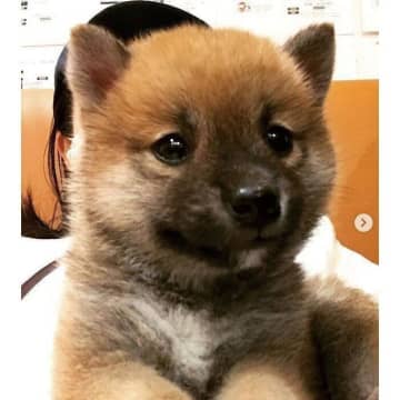 「泥棒ヒゲ」が特徴的だった柴の子犬を家族にお迎え→5才になってもパピーに間違われる「やんちゃガール」に成長！