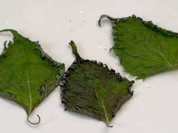 大葉を新鮮なまま保存するには？　セリアに保存に便利な商品があった！