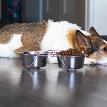 犬が『脱水症状』を起こしているときにみせる行動3選　今すぐ病院へ行くべきサインとは？