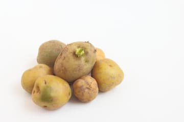 調理や保管を間違えると毒になる…！危険な食べ物・飲み物７つ。重症化しやすい乳幼児は､とくにここに注意して！【管理栄養士】