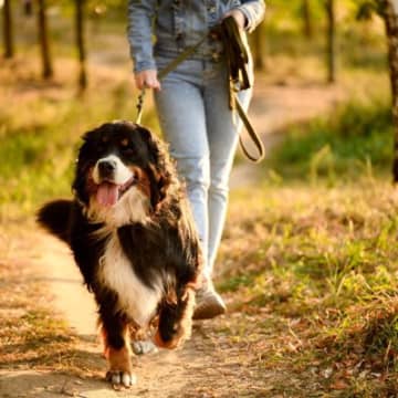 犬が散歩中に『飼い主の前を歩く』理由5選　主な心理や上手に歩くためのトレーニング方法まで