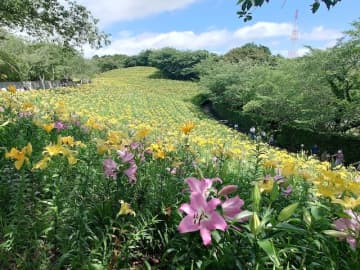 【絶景】3万坪を埋め尽くす花畑！ 静岡「可睡ゆりの園」見頃は7月上旬まで、あじさいも