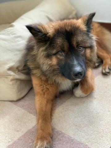 「信用していないような目つき」だった推定2才の元保護犬→およそ5年後には「穏やかで幸せそう」な表情に！ビフォーアフターにほっこり