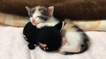 ぬいぐるみを抱えて眠る生後2週間の保護子猫→約4年後、大きくなっても同じぬいぐるみと一緒に寝ている姿にほっこり！