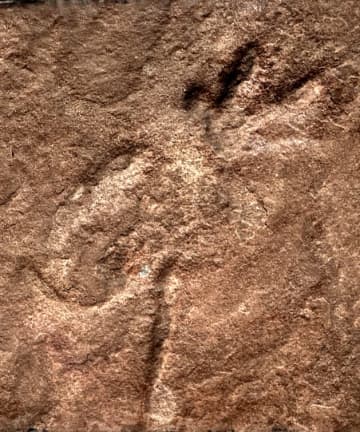 白亜紀の哺乳形類の足跡、中国南部で初めて発見　