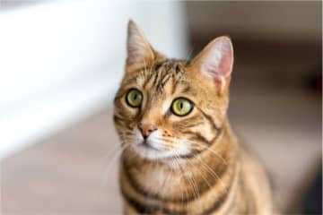 食欲低下や麻痺が起こることも　猫が食べると危険な身近な「生もの」とは？｜獣医師解説