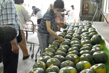 茂宮かぼちゃ出荷開始　例年並み8～9トン見込む　茨城・日立