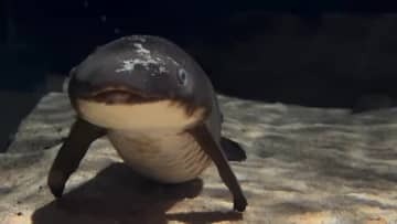 「ずっと見ていたい」「子ザメちゃんみたい」　水族館で撮影された“まったり系”な魚に4.8万いいね