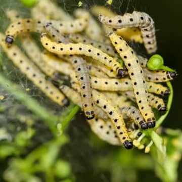 テキサス州でコウガイビルが大量発生