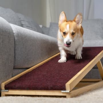 愛犬が『シニア期』に入る前にしておくべきこと４つ　幸せな老後を過ごしてもらうために飼い主ができること