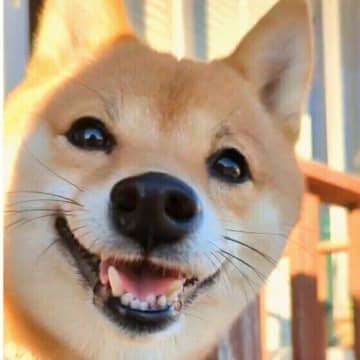 【柴犬あるある】3つの言葉「柴ドリル」「拒否柴」「柴距離」とはどんな意味で使われる？