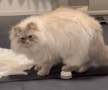 なぜかいつもより鳴く猫ちゃん。飼い主の機転で発覚した理由にSNS爆笑「鳴らしすぎwww」「天才ネコちゃん」