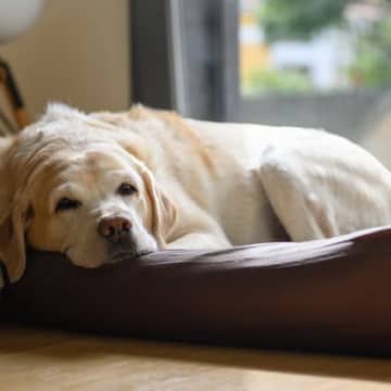 老犬を長時間留守番させるリスクとは？ひとりの時間に起こり得るトラブルまで