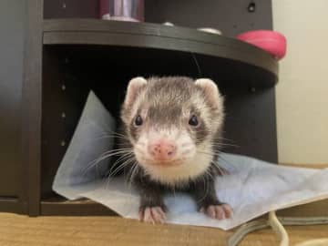 ウサギ、フェレット、マヌルネコ…あなたが一番“かわいい”と思う動物”は？ リスナーから届いた声を紹介