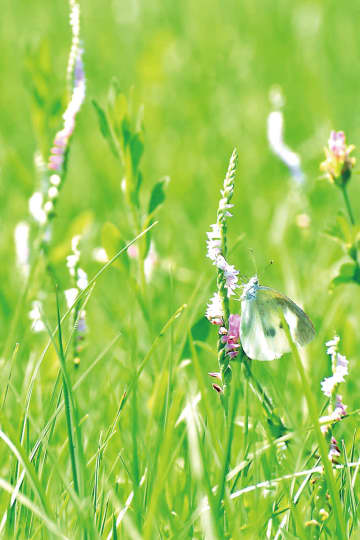 らせん状に小さなピンクの花　埼玉・狭山で「ネジバナ」見頃　河川敷に群生、7月上旬まで楽しめる