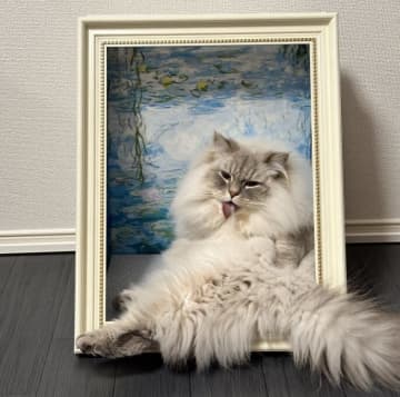 奇跡の1枚…猫を飾る額縁とは！？"作品になった猫"に2度見必至「この配置、もう才能しかない」