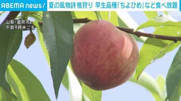 夏の風物詩・桃狩り 早生品種「ちよひめ」など食べ放題 山梨・笛吹市