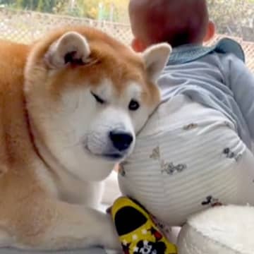 赤ちゃんにヒップアタックされる柴犬→我慢し続けたら…限界を迎えてしまった結末が54万再生「おしくらまんじゅう」「全てが愛おしい」と絶賛
