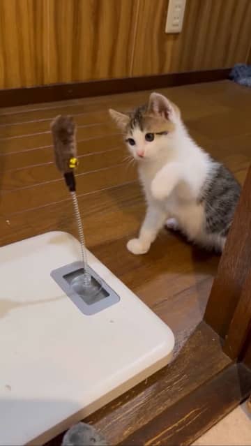 「下手すぎる」おもちゃに悪戦苦闘する子猫ちゃん⇒あどけない仕草に「正気を失いかけた」「人間をメロメロにしていく」と反響